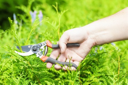 A close-up view of a person's hand using a pair of garden pruning shears with black and orange handles to trim a green leafy plant in a well-maintained outdoor garden. The garden features a neatly edged lawn with dense, healthy grass in the foreground, bordered by various shrubs and small plants. In the background, taller trees and a hedge create a natural enclosure, with sunlight filtering through the leaves, indicating a bright and mild weather condition. The scene showcases a typical landscaped garden area suitable for professional gardening and lawn care services in Kilburn, with lush foliage and vibrant natural tones throughout. The tools and environment suggest ongoing garden maintenance work, representative of services offered by Lawn Mowing Kilburn in the local area.