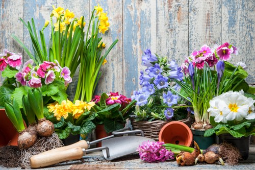 The image displays a collection of flowering plants in pots and baskets arranged on a weathered wooden surface, set against a rustic, aged wooden backdrop. Prominent plants include bright yellow daffodils with elongated green leaves, pink and purple primroses, and white flowers resembling primroses or similar species, adding vibrant colour contrasts. Surrounding the plants are gardening tools such as a small hand trowel and a cultivator, along with some bulbs and soil, indicating recent planting activity. The scene evokes a well-maintained outdoor garden space suitable for local gardening and landscaping services, highlighting the care and attention involved in outdoor plant cultivation and garden decoration, reflecting the natural, inviting environment typical of residential gardens in Kilburn. The overall setting suggests a sunny day with clear natural light enhancing the fresh colours of the flowers and the textures of the wooden backdrop and gardening tools, ideal for a gardening service website specializing in lawn and garden care in the Kilburn or broader London area.