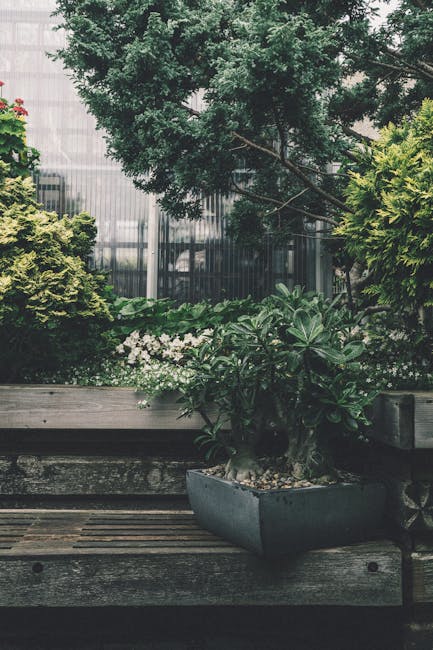 A contemporary garden scene featuring a large, lush green tree with dense foliage in the background, partially shaded by sunlight. In the foreground, there is a weathered wooden deck with a rectangula